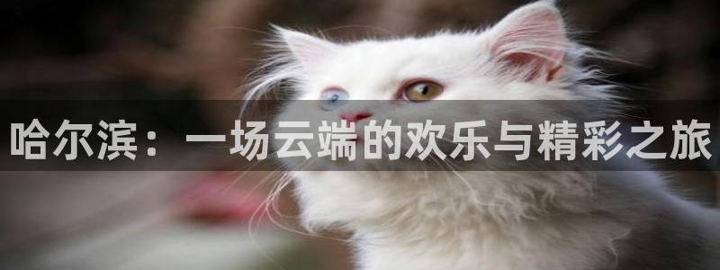 宝宝玩球视频：哈尔滨：一场云端的欢乐与精彩之旅